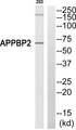 APPBP2 Antibody - Western blot of extracts from 293 cells, using APPBP2 antibody.