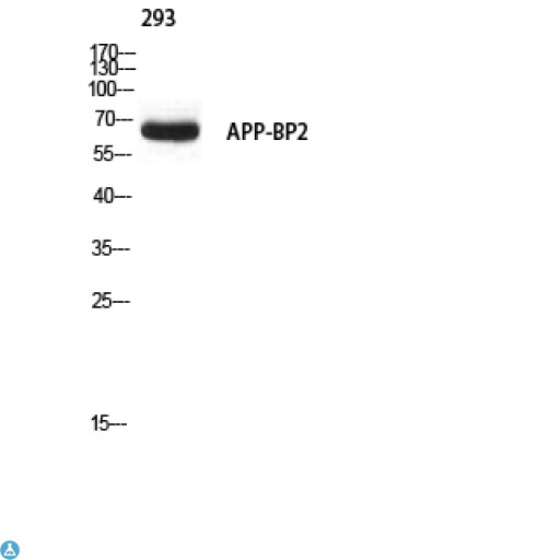 APPBP2 Antibody - Western Blot (WB) analysis of 293 using APP-BP2 antibody.