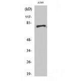 APPL1 / APPL Antibody - Western blot of APPL1 antibody