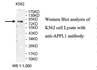 APPL1 / APPL Antibody