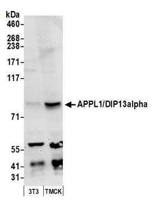 APPL1 / APPL Antibody - Detection of mouse APPL1/DIP13alpha by western blot. Samples: Whole cell lysate (50 µg) from NIH 3T3 and TCMK-1 cells prepared using NETN lysis buffer. Antibody: Affinity purified rabbit anti-APPL1/DIP13alpha antibody used for WB at 0.1 µg/ml. Detection: Chemiluminescence with an exposure time of 30 seconds.