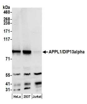 APPL1 / APPL Antibody - Detection of human APPL1/DIP13alpha by western blot. Samples: Whole cell lysate (50 µg) from HeLa, HEK293T, and Jurkat cells prepared using NETN lysis buffer. Antibody: Affinity purified rabbit anti-APPL1/DIP13alpha antibody used for WB at 0.1 µg/ml. Detection: Chemiluminescence with an exposure time of 10 seconds.