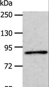 APPL1 / APPL Antibody - Western blot analysis of A172 cell, using APPL1 Polyclonal Antibody at dilution of 1:600.