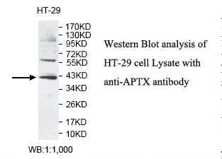 Aprataxin / APTX Antibody