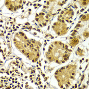 Aprataxin / APTX Antibody - Immunohistochemistry of paraffin-embedded Human gastric tissue.