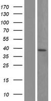 Aprataxin / APTX Protein - Western validation with an anti-DDK antibody * L: Control HEK293 lysate R: Over-expression lysate