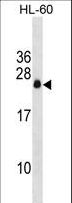 APRG1 Antibody - APRG1 Antibody western blot of HL-60 cell line lysates (35 ug/lane). The APRG1 antibody detected the APRG1 protein (arrow).