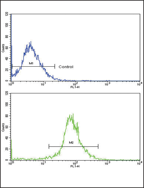 APRT Antibody - Flow cytometric of HepG2 cells using APRT Antibody (bottom histogram) compared to a negative control cell (top histogram). FITC-conjugated goat-anti-rabbit secondary antibodies were used for the analysis.