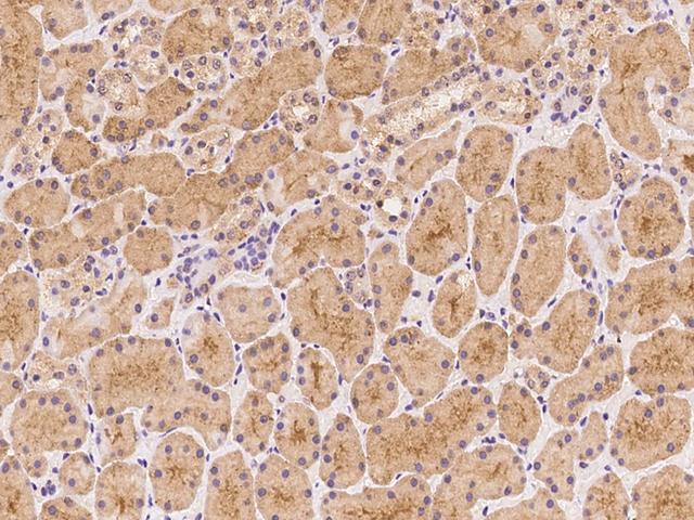 APRT Antibody - Immunochemical staining of human APRT in human kidney with rabbit polyclonal antibody at 1:100 dilution, formalin-fixed paraffin embedded sections.