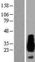 APRT Protein - Western validation with an anti-DDK antibody * L: Control HEK293 lysate R: Over-expression lysate