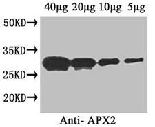 APX2 Antibody - Western Blot Positive WB detected in: Arabidopsis thaliana (40µg, 20µg, 10µg, 5µg) All lanes: APX2 antibody at 1µg/ml Secondary Goat polyclonal to rabbit IgG at 1/50000 dilution Predicted band size: 29 kDa Observed band size: 29 kDa