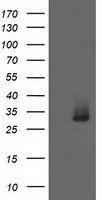 AQP1 / Aquaporin 1 Antibody - HEK293T cells were transfected with the pCMV6-ENTRY control (Left lane) or pCMV6-ENTRY AQP1 (Right lane) cDNA for 48 hrs and lysed. Equivalent amounts of cell lysates (5 ug per lane) were separated by SDS-PAGE and immunoblotted with anti-AQP1.
