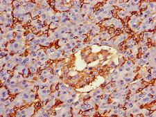 AQP1 / Aquaporin 1 Antibody - Immunohistochemistry of paraffin-embedded human pancreatic tissue using AQP1 Antibody at dilution of 1:100