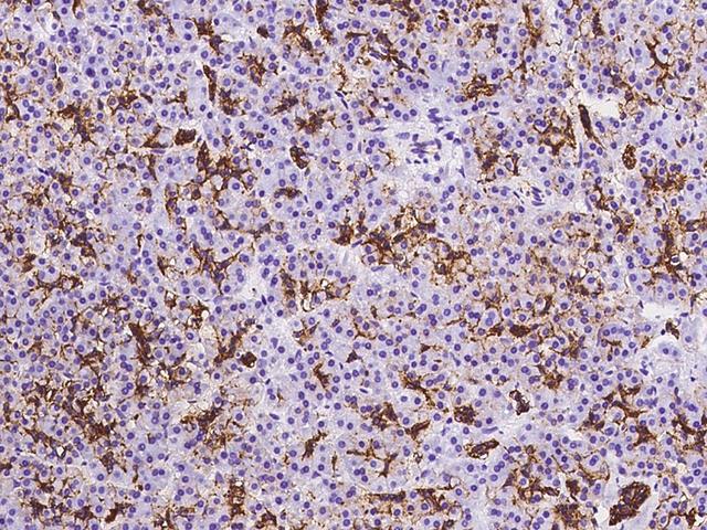 AQP1 / Aquaporin 1 Antibody - Immunochemical staining of human AQP1 in human pancreas with rabbit polyclonal antibody at 1:2000 dilution, formalin-fixed paraffin embedded sections.
