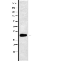 AQP10 / Aquaporin 10 Antibody - Western blot analysis of AQP10 using RAW264.7 whole cells lysates