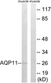 AQP11 / Aquaporin 11 Antibody - Western blot of extracts from rat muscle cells, using AQP11 antibody.