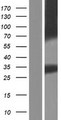 AQP12B / Aquaporin 12B Protein - Western validation with an anti-DDK antibody * L: Control HEK293 lysate R: Over-expression lysate