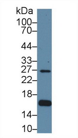 AQP2 / Aquaporin 2 Antibody - Western Blot; Sample: Human Hela cell lysate; Primary Ab: 1µg/ml Rabbit Anti-Human AQP2 Antibody Second Ab: 0.2µg/mL HRP-Linked Caprine Anti-Rabbit IgG Polyclonal Antibody