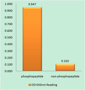 AQP2 / Aquaporin 2 Antibody - The absorbance readings at 450 nM are shown in the ELISA figure.