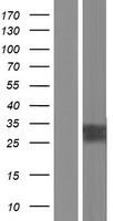 AQP2 / Aquaporin 2 Protein - Western validation with an anti-DDK antibody * L: Control HEK293 lysate R: Over-expression lysate