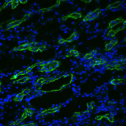 AQP3 / Aquaporin 3 Antibody - IF analysis of Aquaporin 3 in rat kidney tissues using a 1 in 200 dilution of AQP3 / Aquaporin 3 antibody. DAPI merge.  This image was taken for the unconjugated form of this product. Other forms have not been tested.