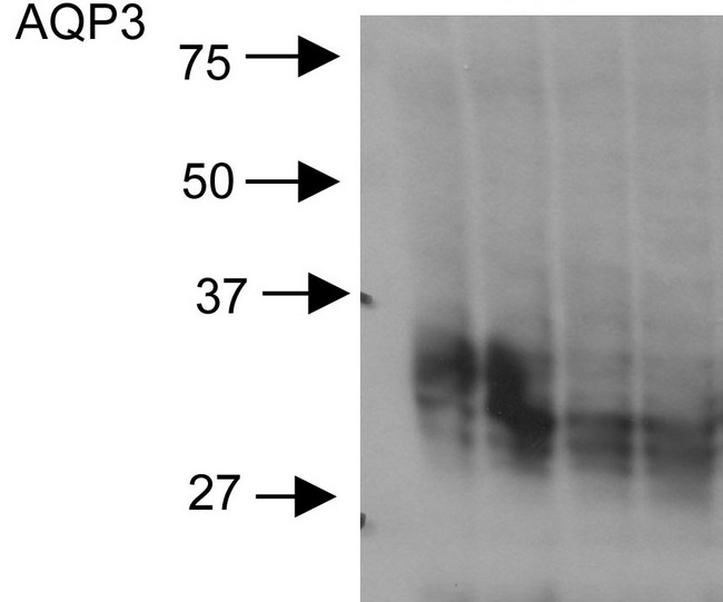 AQP3 / Aquaporin 3 Antibody - Western blot analysis of Aquaporin 3 in rat kidney lysates using a 1 in 2000 dilution of AQP3 / Aquaporin 3 antibody, showing glycosylated and non-glycosylated bands.  This image was taken for the unconjugated form of this product. Other forms have not been tested.
