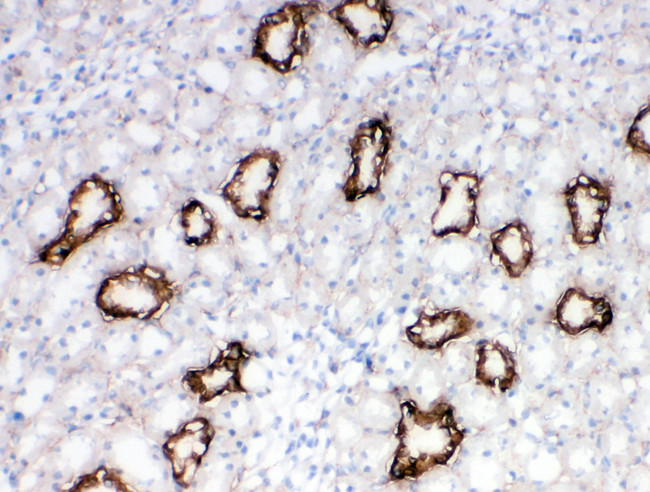 AQP3 / Aquaporin 3 Antibody - AQP3 / Aquaporin 3 antibody. IHC(F): Rat Kidney Tissue.