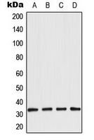 AQP3 / Aquaporin 3 Antibody - Western blot analysis of Aquaporin 3 expression in LOVO (A); A431 (B); NIH3T3 (C); rat kidney (D) whole cell lysates.