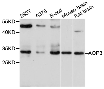 AQP3 / Aquaporin 3 Antibody - Western blot analysis of extracts of various cell lines.