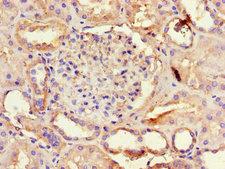 AQP3 / Aquaporin 3 Antibody - Immunohistochemistry of paraffin-embedded human kidney tissue using AQP3 Antibody at dilution of 1:100