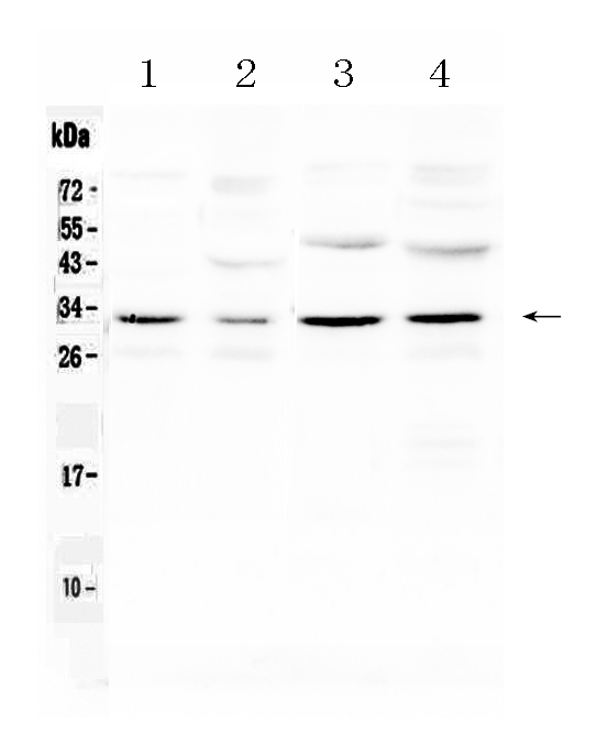 AQP3 / Aquaporin 3 Antibody - Western blot - Anti-Aquaporin 3 Picoband Antibody
