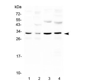 AQP3 / Aquaporin 3 Antibody - Western blot testing of 1) mouse kidney, 2) mouse brain, 3) rat kidney and 4) rat brain with Aquaporin 3 antibody at 0.5ug/ml. Predicted molecular weight ~32 kDa.