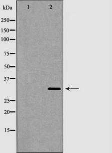 AQP3 / Aquaporin 3 Antibody - Western blot analysis of extracts of Jurkat cells using AQP3 antibody. The lane on the left is treated with the antigen-specific peptide.