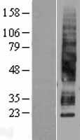 AQP3 / Aquaporin 3 Protein - Western validation with an anti-DDK antibody * L: Control HEK293 lysate R: Over-expression lysate