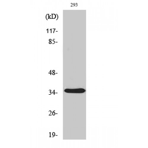 AQP4 / Aquaporin 4 Antibody - Western blot of AQP4 antibody