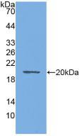 AQP4 / Aquaporin 4 Antibody - Western Blot; Sample: Recombinant AQP4, Mouse.