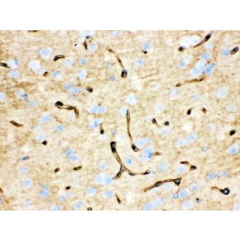 AQP4 / Aquaporin 4 Antibody - Aquaporin 4 antibody IHC-paraffin. IHC(P): Mouse Brain Tissue.