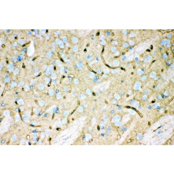 AQP4 / Aquaporin 4 Antibody - Aquaporin 4 antibody IHC-paraffin. IHC(P): Rat Brain Tissue.