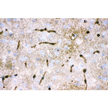 AQP4 / Aquaporin 4 Antibody - Aquaporin 4 antibody IHC-frozen. IHC(F): Rat Brain Tissue.