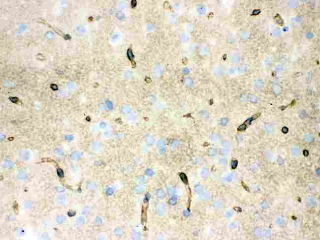 AQP4 / Aquaporin 4 Antibody - anti-Aquaporin 4 Picoband antibody IHC(F)IHC(F): Mouse Brain Tissue
