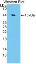 AQP4 / Aquaporin 4 Antibody - Western Blot;Sample: Recombinant AQP4, Human.