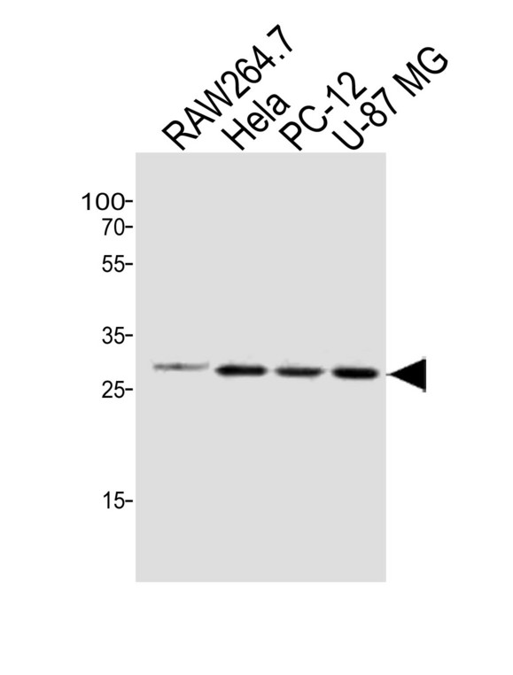 AQP4 / Aquaporin 4 Antibody - Western blot of lysates from mouse RAW264.7,HeLa,rat PC-12,U-87 MG cell line (from left to right), using AQP4 Antibody(A1-0092). A1-0092 was diluted at 1:500 at each lane. A goat anti-rabbit IgG H&L (HRP) at 1:10000 dilution was used as the secondary antibody.Lysates at 20 ug per lane.
