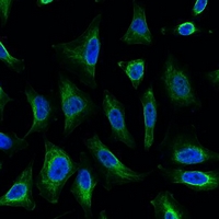 AQP4 / Aquaporin 4 Antibody - Immunofluorescent analysis of Aquaporin 4 staining in HeLa cells. Formalin-fixed cells were permeabilized with 0.1% Triton X-100 in TBS for 5-10 minutes and blocked with 3% BSA-PBS for 30 minutes at room temperature. Cells were probed with the primary antibody in 3% BSA-PBS and incubated overnight at 4 deg C in a humidified chamber. Cells were washed with PBST and incubated with a FITC-conjugated secondary antibody (green) in PBS at room temperature in the dark. DAPI was used to stain the cell nuclei (blue).