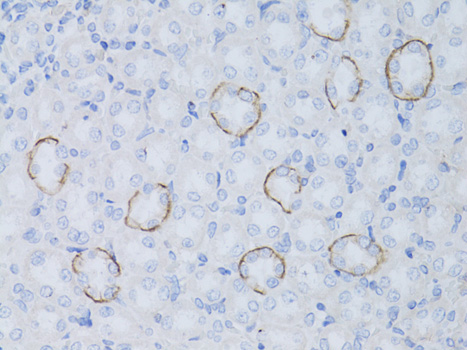AQP4 / Aquaporin 4 Antibody - Immunohistochemistry of paraffin-embedded rat kidney using AQP4 antibody at dilution of 1:50 (40x lens).