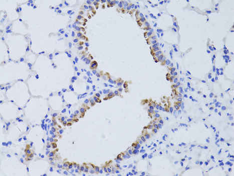 AQP4 / Aquaporin 4 Antibody - Immunohistochemistry of paraffin-embedded mouse lung using AQP4 antibody at dilution of 1:50 (40x lens).