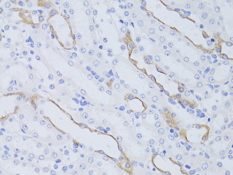 AQP4 / Aquaporin 4 Antibody - Immunohistochemistry of paraffin-embedded mouse kidney using AQP4 antibody at dilution of 1:50 (40x lens).