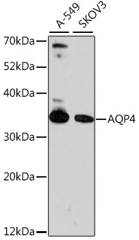 AQP4 / Aquaporin 4 Antibody - Western blot analysis of extracts of various cell lines, using AQP4 antibody at 1:1000 dilution. The secondary antibody used was an HRP Goat Anti-Rabbit IgG (H+L) at 1:10000 dilution. Lysates were loaded 25ug per lane and 3% nonfat dry milk in TBST was used for blocking. An ECL Kit was used for detection and the exposure time was 90s.