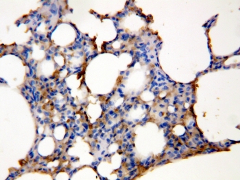 AQP5 / Aquaporin 5 Antibody - IHC-P: Aquaporin 5 antibody testing of rat lung tissue lysate