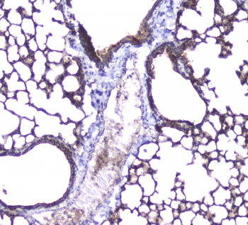 AQP5 / Aquaporin 5 Antibody - IHC staining of FFPE mouse lung with AQP5 antibody at 1ug/ml. HIER: boil tissue sections in pH6, 10mM citrate buffer, for 10-20 min followed by cooling at RT for 20 min.