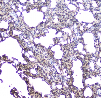 AQP5 / Aquaporin 5 Antibody - IHC staining of FFPE rat lung with AQP5 antibody at 1ug/ml. HIER: boil tissue sections in pH6, 10mM citrate buffer, for 10-20 min followed by cooling at RT for 20 min.